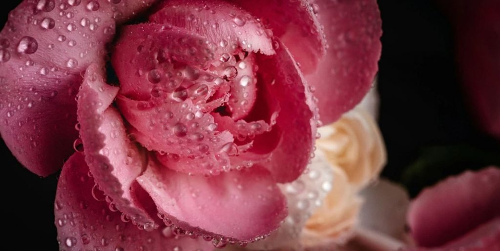 Pacific Pink (#DB7093) (Тихоокеанский розовый) :