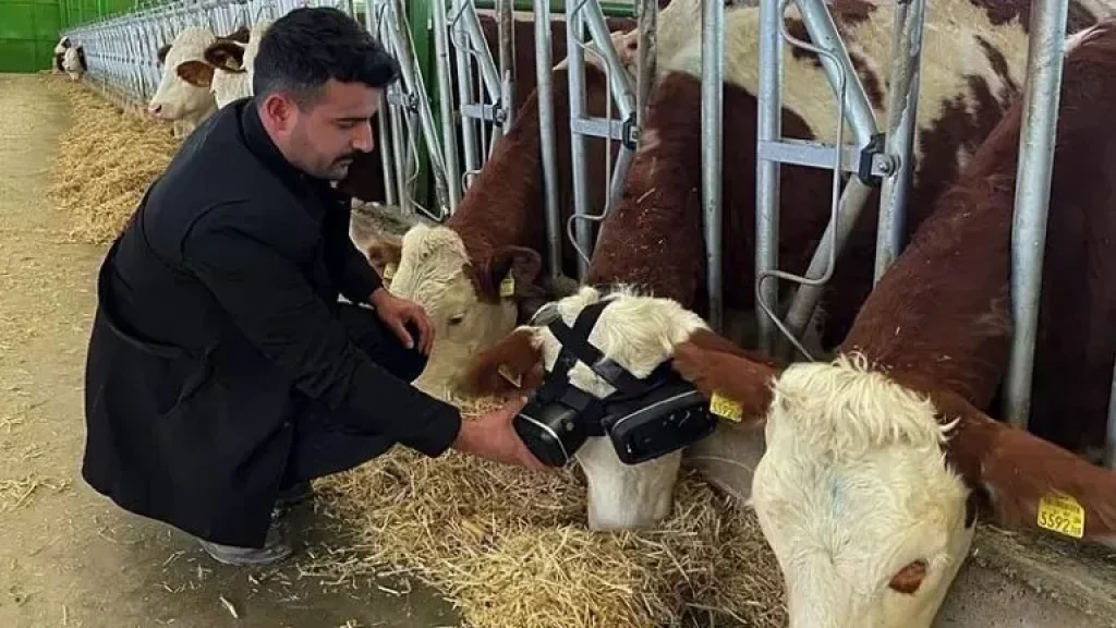 VR-хедсеты у коров